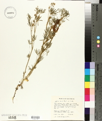 Lupinus nanus image