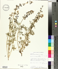 Lupinus nanus image
