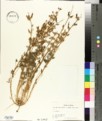 Lupinus nanus subsp. nanus image