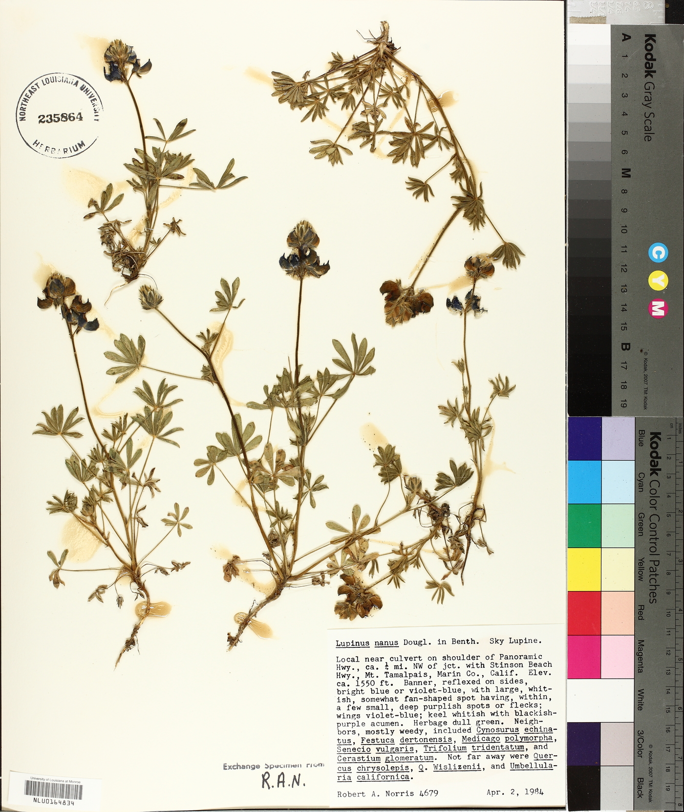 Lupinus nanus image