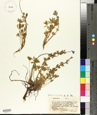 Lupinus minimus image
