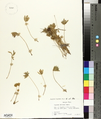 Lupinus minimus image