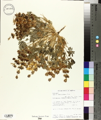 Lupinus subvexus image
