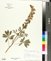 Lupinus perennis subsp. perennis image