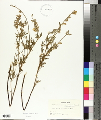Lupinus parviflorus subsp. myrianthus image