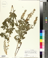 Lupinus parviflorus subsp. parviflorus image