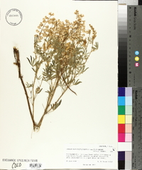 Lupinus parviflorus subsp. floribundus image