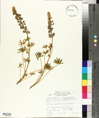 Lupinus palmeri image