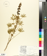 Lupinus palmeri image