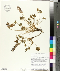 Lupinus onustus image