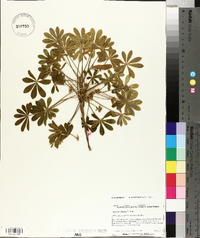 Lupinus onustus image