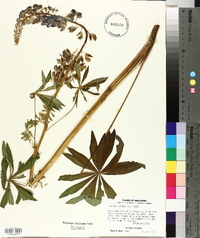 Lupinus polyphyllus image