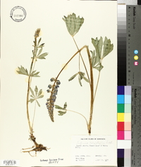 Lupinus polyphyllus image