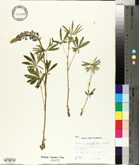 Lupinus polyphyllus image