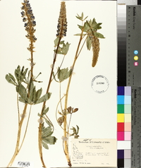 Lupinus polyphyllus var. polyphyllus image