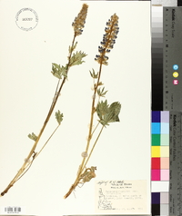 Lupinus polyphyllus var. polyphyllus image