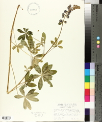 Lupinus polyphyllus image