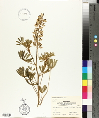 Lupinus plattensis image