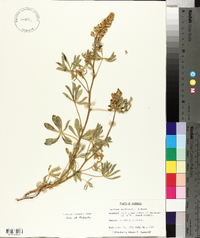 Lupinus plattensis image