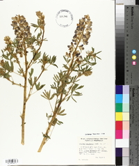 Lupinus rivularis image