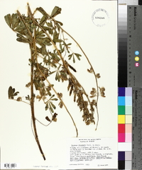 Lupinus rivularis image
