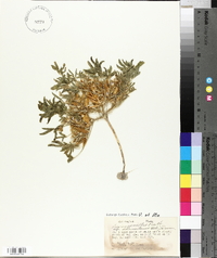 Lupinus pusillus image