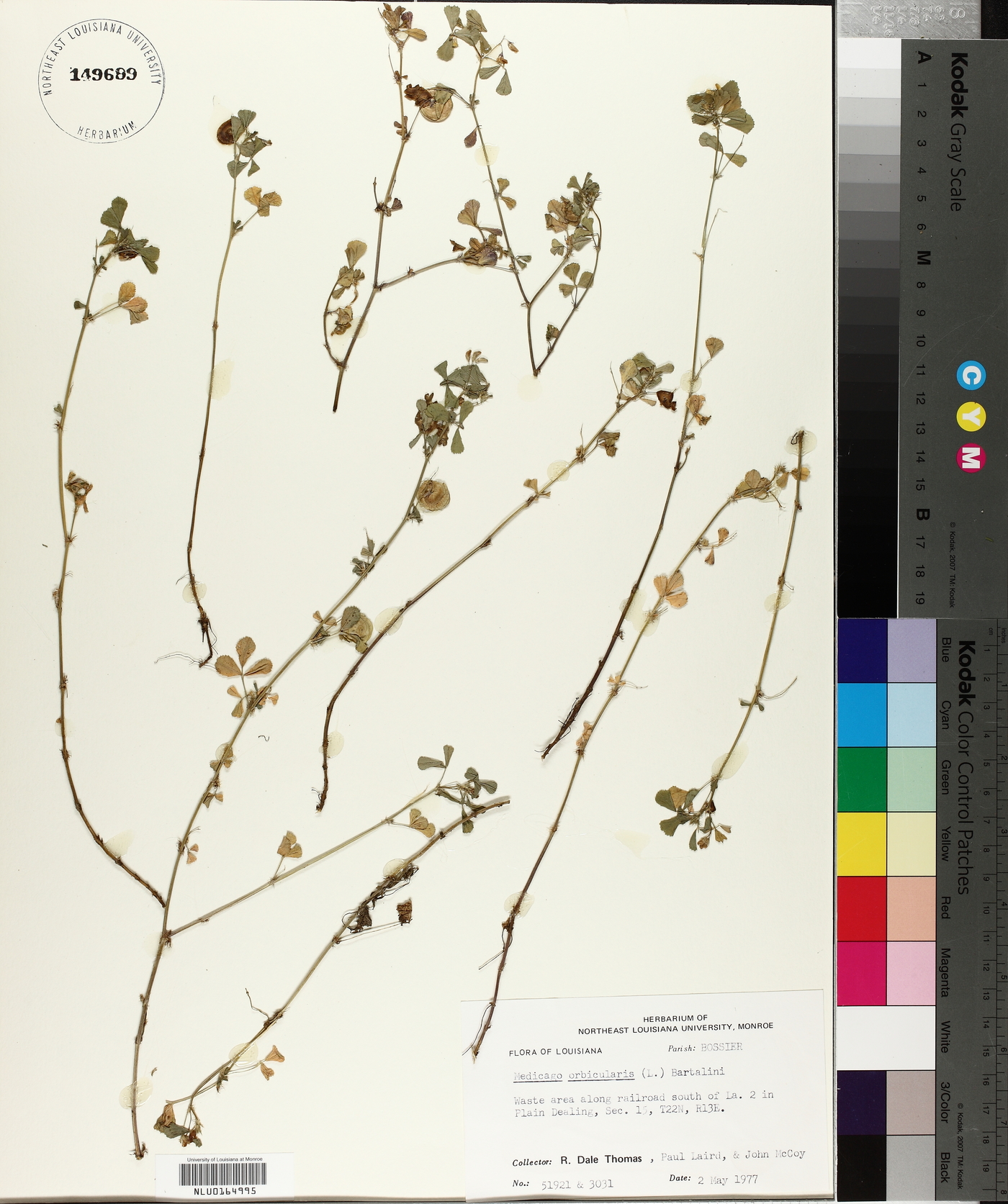 Medicago orbicularis image