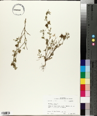 Medicago minima image