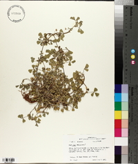 Medicago minima image