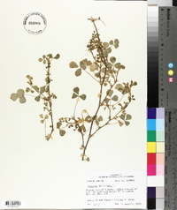 Medicago polymorpha image