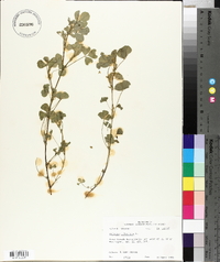 Medicago polymorpha image