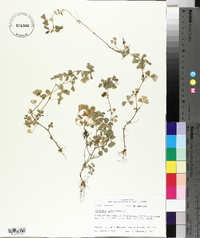 Medicago polymorpha image