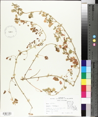 Medicago polymorpha image