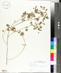 Medicago polymorpha image