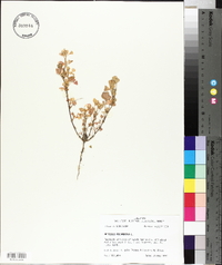 Medicago polymorpha image