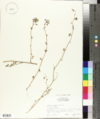 Medicago polymorpha image