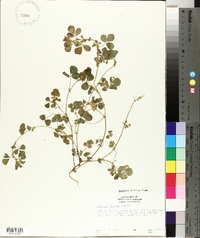 Medicago polymorpha image