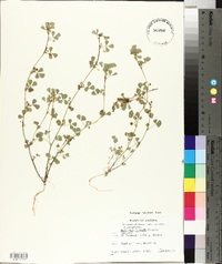 Medicago polymorpha image