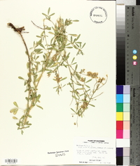 Medicago falcata image