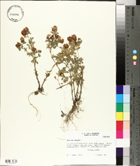 Medicago falcata image