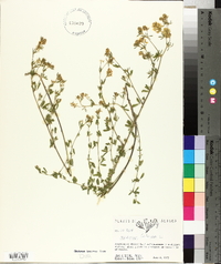 Medicago falcata image