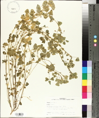 Medicago arabica image