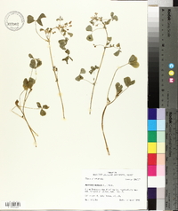 Medicago arabica image