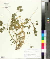 Medicago arabica image