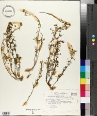 Medicago prostrata image