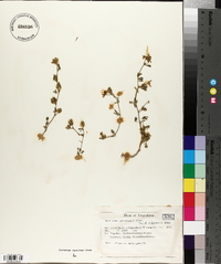 Medicago prostrata image