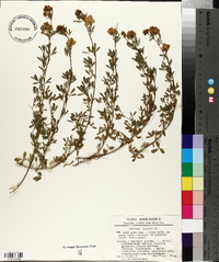 Medicago falcata image