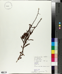 Mimosa pudica image