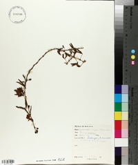 Mimosa pudica image