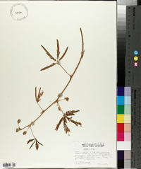 Mimosa pudica image